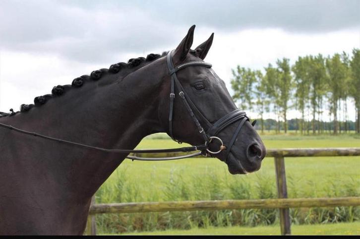 Lieve 8 jarige  ruin te koop, Dieren en Toebehoren, Paarden, Ruin, L, 165 tot 170 cm, 7 tot 10 jaar, Dressuurpaard
