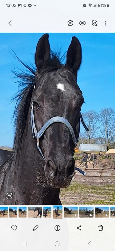 Mooie drachtige KWPN dressuurmerries, Dieren en Toebehoren, Paarden, Merrie, 11 jaar of ouder, Dressuurpaard, Ontwormd