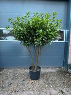 Meerstammige laurier. Meerstammige bomen. Wintergroene, Tuin en Terras, Planten | Tuinplanten, Ophalen of Verzenden, Overige soorten