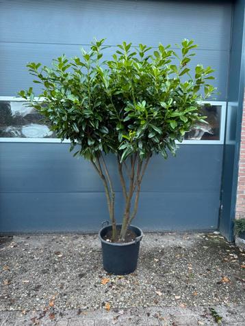 Meerstammige laurier. Meerstammige bomen. Wintergroene beschikbaar voor biedingen
