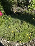 Bodembedekker met Goudkleurige knopjes 50 bij 50 cm, Bodembedekkers, Volle zon, Vaste plant, Ophalen of Verzenden