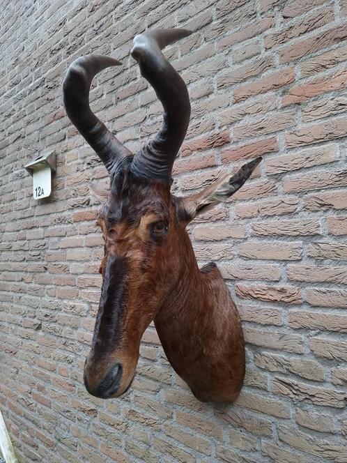 Opgezette kop hartenbeest opgezet taxidermy gewei schedel, Verzamelen, Dierenverzamelingen, Gewei of Kop, Wild dier, Ophalen