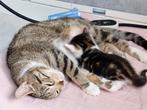 Moederpoes plus kitten (samen), Poes