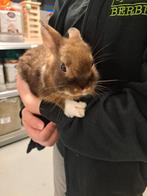 Lief jong dwerg konijntje, Dieren en Toebehoren, Konijnen, Mannelijk, Dwerg