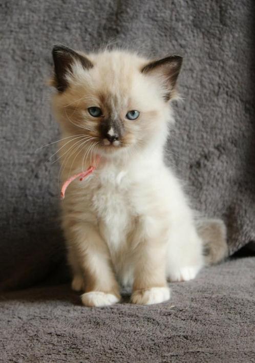 Ragdolls 🥰 mitted, Dieren en Toebehoren, Katten en Kittens | Raskatten | Langhaar, Meerdere dieren, Ontwormd, Ingeënt