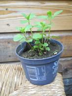 Verse Munt planten, Ophalen of Verzenden, Overige soorten, Minder dan 100 cm