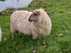 3 mergelland schaap ooilammere, Dieren en Toebehoren, Mannelijk, Geit