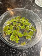 Aquarium drijfplantjes, Dieren en Toebehoren, Vissen | Aquaria en Toebehoren, Ophalen