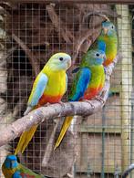 Koppel turquoise parkieten met 2 jong, Dieren en Toebehoren, Vogels | Parkieten en Papegaaien, Meerdere dieren, Parkiet