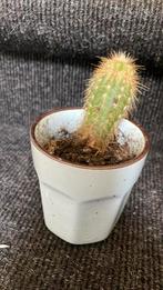 Cactus in potje, Ophalen of Verzenden, Cactus, Volle zon, Minder dan 100 cm
