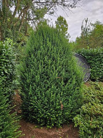 Taxus 3.5M beschikbaar voor biedingen