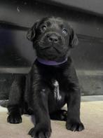 Prachtige Labrador pup (teefje), Dieren en Toebehoren, Honden | Retrievers, Spaniëls en Waterhonden, CDV (hondenziekte), 8 tot 15 weken