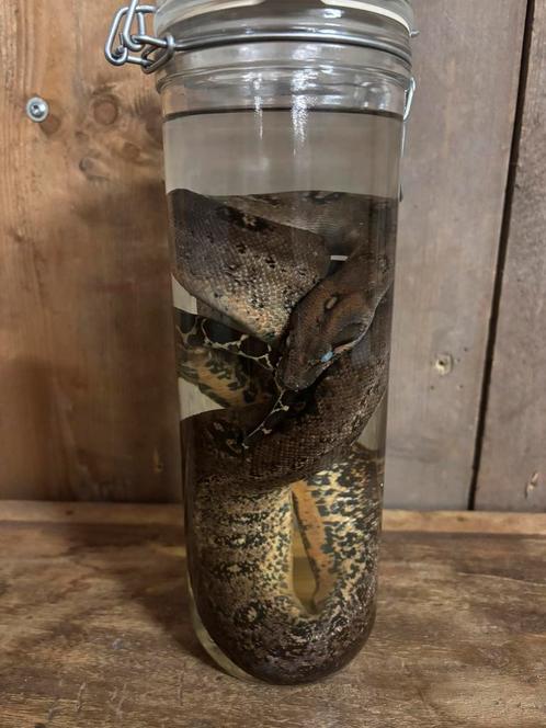 Boa (imperator) op sterk water, Verzamelen, Dierenverzamelingen, Nieuw, Opgezet dier, Reptiel of Amfibie, Ophalen