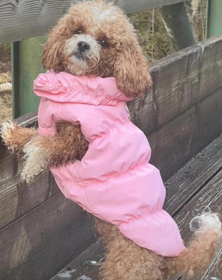 Hondenwinterjas roze met zachte binnenvoering, Dieren en Toebehoren, Hondenkleding, Hondenjas, Ophalen of Verzenden
