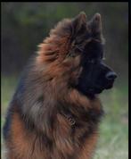 Duitse herder DIEGO VOM BORNIGER-DREIECK ter dekking, Dieren en Toebehoren, Honden | Dekreuen, 6 jaar of ouder, Particulier, Reu