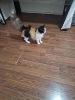 Poes 3 jaar oud, gesteriliseerd, Dieren en Toebehoren, Poes