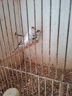 Bonte diamantduiven, Dieren en Toebehoren, Meerdere dieren, Tropenvogel