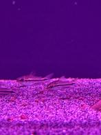 Corydoras pygmeaus, Dieren en Toebehoren, Vissen | Aquariumvissen, Vis, Zoetwatervis