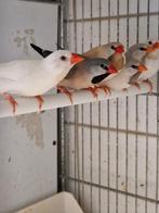 Diverse tropen | Morgenvroeg geopend, Meerdere dieren, Tropenvogel