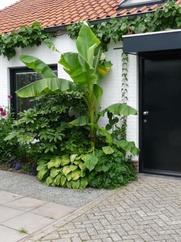 Musa basjoo Japanse bananenplant meest geschikt in Nederland beschikbaar voor biedingen