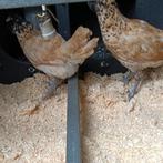 Uilebaard hennen, Dieren en Toebehoren, Pluimvee, Vrouwelijk, Kip