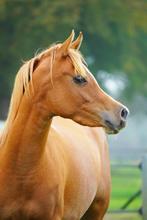 2 prachtige Arabische Volbloeden (merrie & jonge hengst), Dieren en Toebehoren, Merrie, Minder dan 160 cm, Gechipt, Dressuurpaard