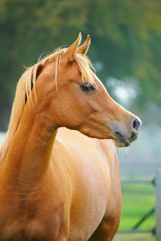 2 prachtige Arabische Volbloeden (merrie & jonge hengst), Dieren en Toebehoren, Paarden, Merrie, Onbeleerd, Minder dan 160 cm
