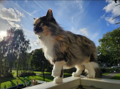 Lola 09-06-2016, Dieren en Toebehoren, Katten en Kittens | Overige Katten, Poes