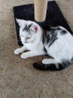 Lieve en aanhankelijke kittens - lapjeskitten en kater, Dieren en Toebehoren, Katten en Kittens | Raskatten | Korthaar, Meerdere dieren
