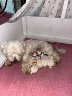 Maltezer pups puppies te koop 4 reutjes 3 teefjes, Dieren en Toebehoren, Maltezer, Rabiës (hondsdolheid), 8 tot 15 weken, Meerdere