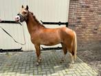 Knappe voskleurige Welsh A pony ruin, Dieren en Toebehoren, Pony's, Ruin, Zadelmak, A pony (tot 1.17m), 3 tot 6 jaar