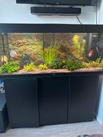 Aquarium juwel rio 240 liter, Ophalen, Zo goed als nieuw, Gevuld zoetwateraquarium