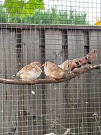 Jonge Zebravinkjes, Meerdere dieren, Tropenvogel