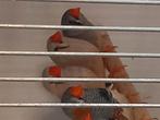 Mooi koppel zebravink van 2025, Dieren en Toebehoren, Vogels | Overige Vogels, Meerdere dieren, Tropenvogel