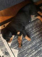 Rottweiler pup, Reu, CDV (hondenziekte), 8 tot 15 weken, Eén hond