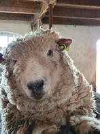 Ryeland ram, Dieren en Toebehoren, Schapen, Geiten en Varkens, Mannelijk, Schaap, 3 tot 5 jaar