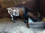 Mooie dwergdekbok!, Dieren en Toebehoren, Schapen, Geiten en Varkens, Mannelijk, Geit