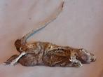 Gemummificeerde rat,, Ophalen of Verzenden, Beeldje of Figuurtje