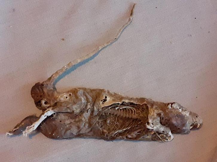 Gemummificeerde rat,