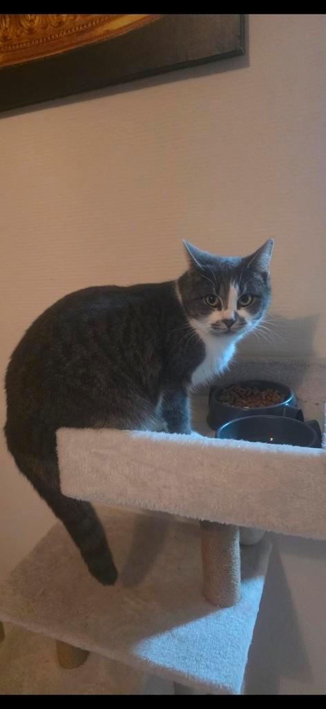 Mooie poes tekoop, Dieren en Toebehoren, Katten en Kittens | Overige Katten, Poes