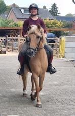 Leuke betuigde Cpony ruin, Dieren en Toebehoren, Ruin, C pony (1.27m tot 1.37m), Recreatiepony, 11 jaar of ouder