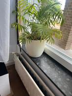 Plant met pot (5 jaar oud), Tuin en Terras, Bloembakken en Plantenbakken, Steen, Minder dan 60 cm, Rond, Ophalen of Verzenden