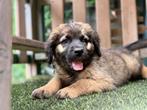 leonberger kruising pups  3 teefjes nog  beschikbaar, 8 tot 15 weken, Groot, CDV (hondenziekte), Meerdere