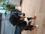 Wie kan ons helpen, Dieren en Toebehoren, 15 weken tot 1 jaar, Korthaar, Teef, Eén hond