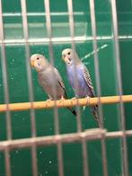 Grasparkieten, Dieren en Toebehoren