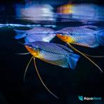Diamant goerami - Trichopodus leerii, Dieren en Toebehoren, Vis, Zoetwatervis, Schoolvis