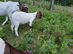 Jonge boer geit, Dieren en Toebehoren, Schapen, Geiten en Varkens, Vrouwelijk, Geit