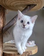 Chocolate en lilac Ragdoll kittens met stamboom, Dieren en Toebehoren, Katten en Kittens | Raskatten | Langhaar, Meerdere dieren