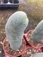 Cactus Tricocereus Bridgesii Inermis(Penis Plant), Ophalen of Verzenden, Minder dan 100 cm, Bloeiende kamerplant, Volle zon