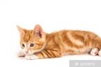 Gezocht rode kitten, Dieren en Toebehoren, Katten en Kittens | Overige Katten, Kater, Kortharig, 0 tot 2 jaar
